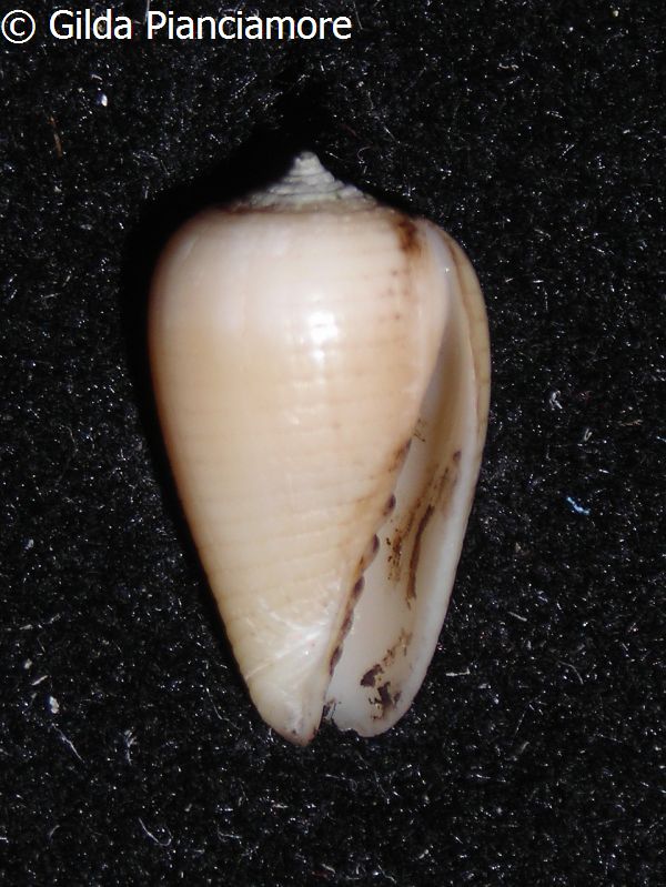 no photo for this shell